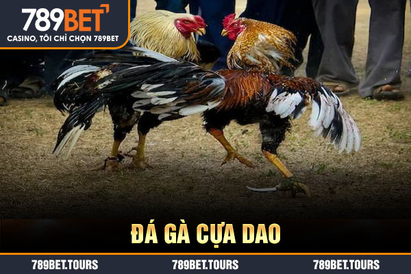 đá gà cựa dao